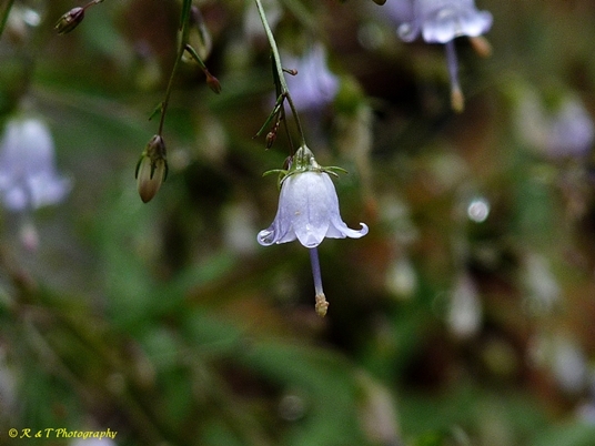{Campanula divaricata}